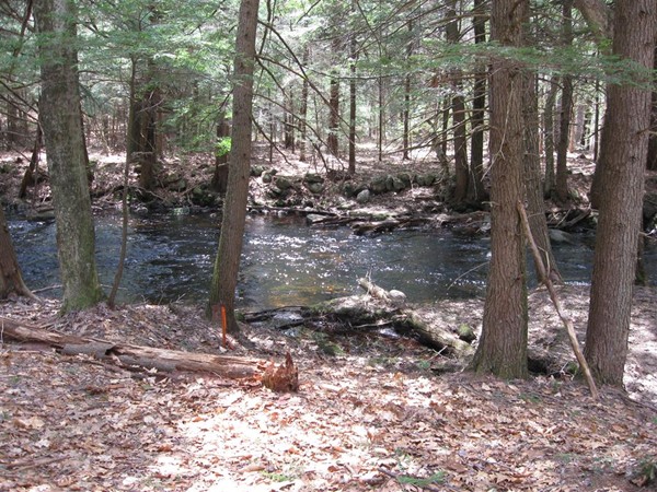 52 Northeast Fitzwilliam Road Royalston, MA 01368 - Photo 5 of 10 a view of a forest filled with trees
