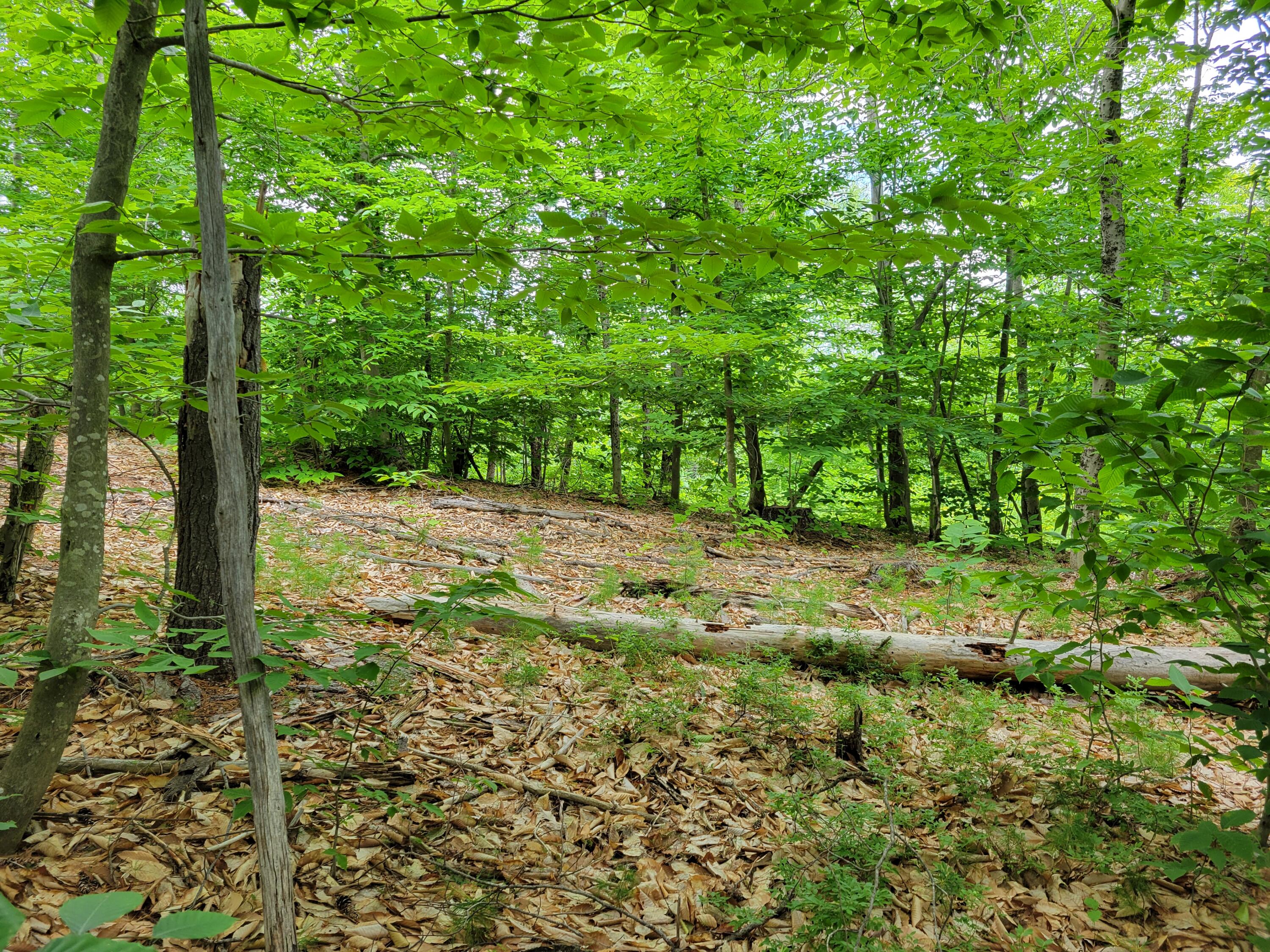 Lot #8 Thurston Road Brownfield, ME 04010 - Photo 3 of 9 20240701_133250 - Copy
