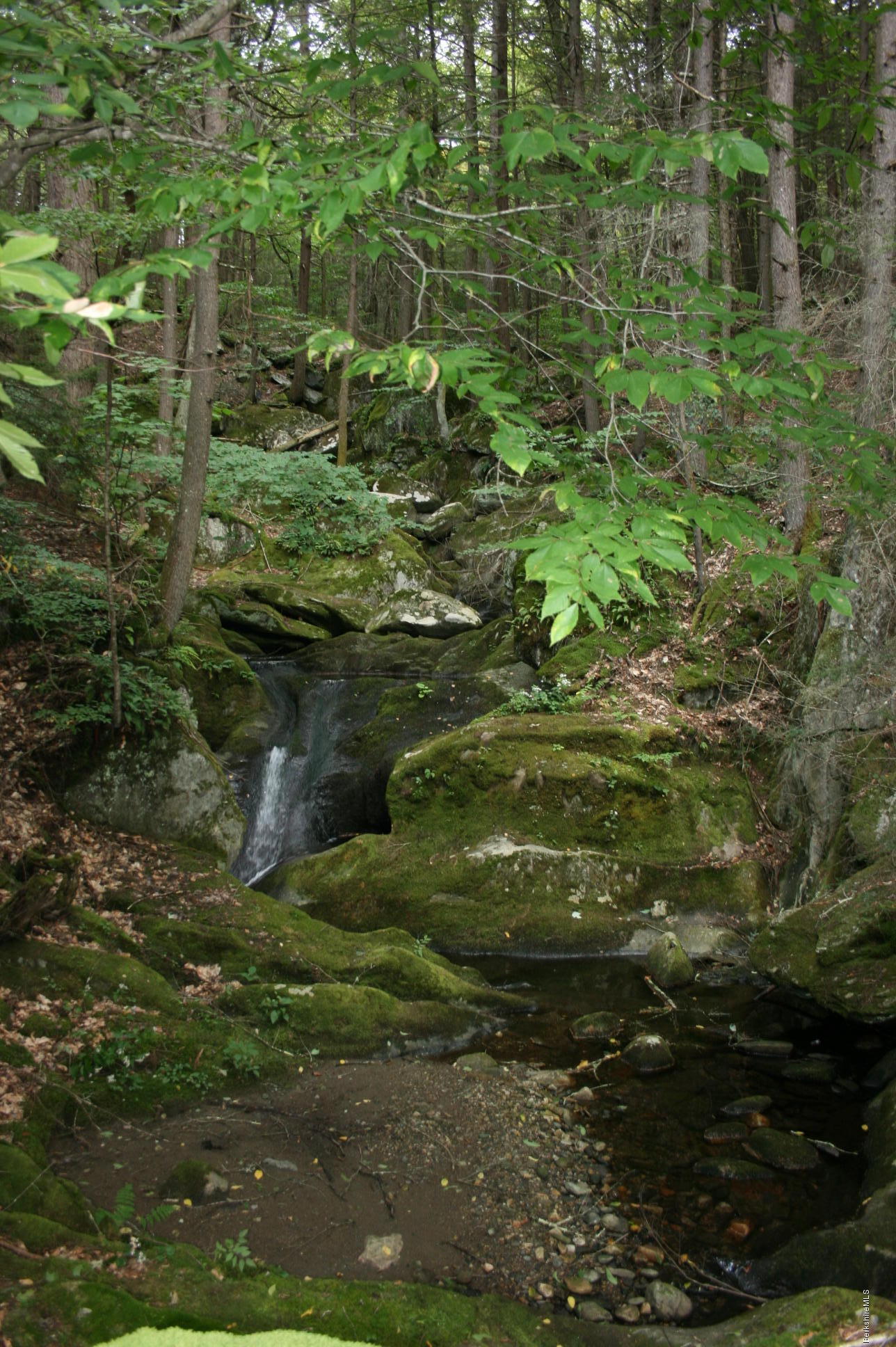 117 East River Road Middlefield, MA 01050 - Photo 18 of 20 a view of a forest