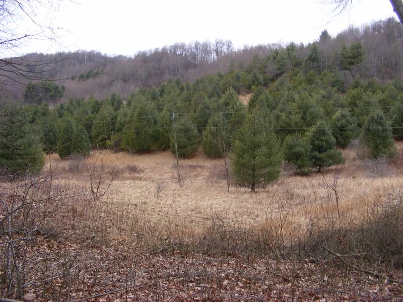 564 Indigo Mountain Road Northwest Floyd, VA 24091 - Photo 43 of 43 DSCF5514 (800x600)