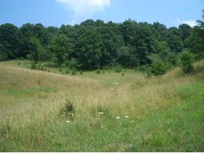 695 Browns Circle Road Greeneville, TN 37743 - Photo 6 of 7 Photo 6