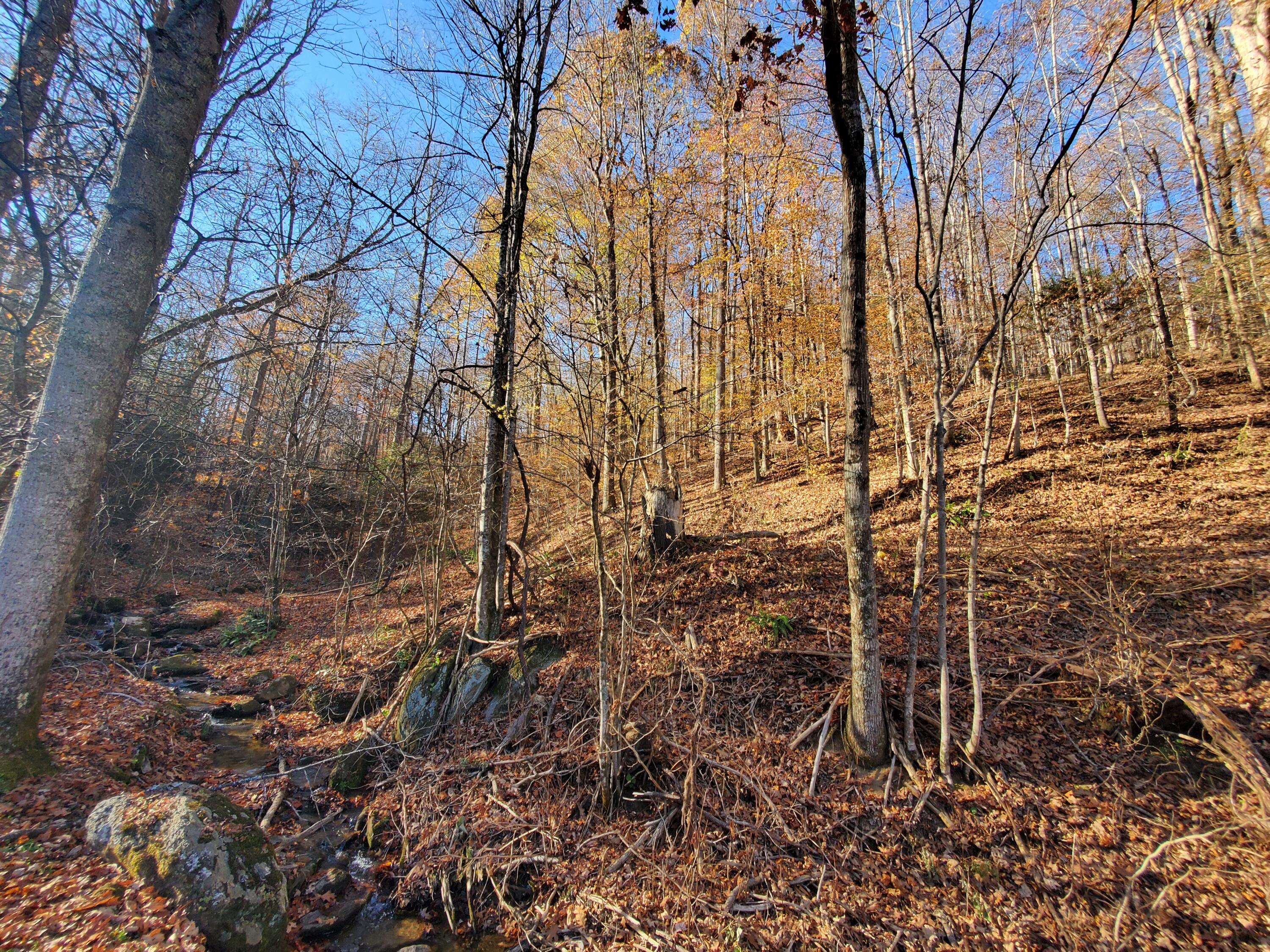 0 Ingram Branch Road, Unit 4 Roan Mountain, TN 37687 - Photo 12 of 15 20231103_162042