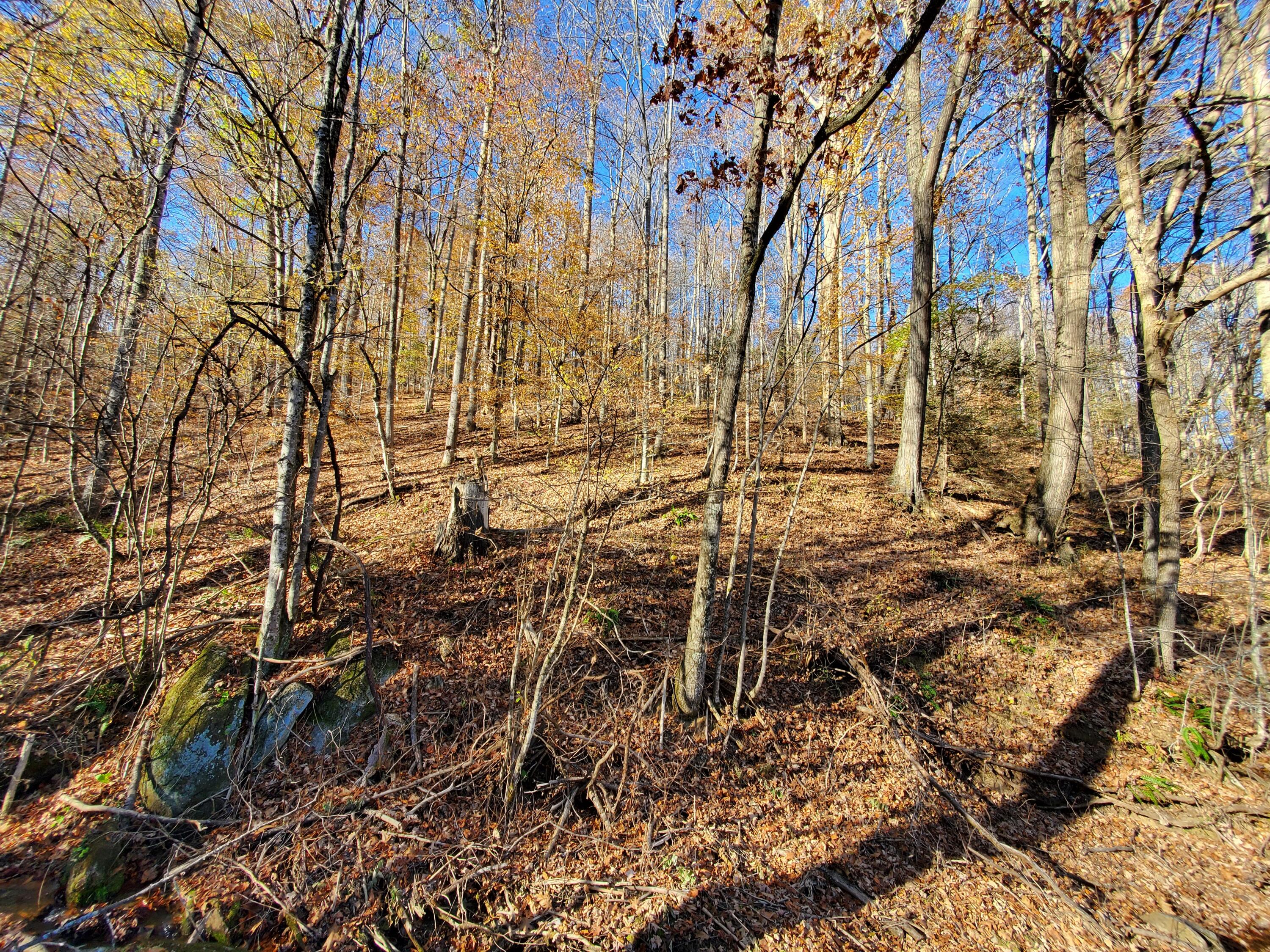 0 Ingram Branch Road, Unit 4 Roan Mountain, TN 37687 - Photo 8 of 15 20231103_161959