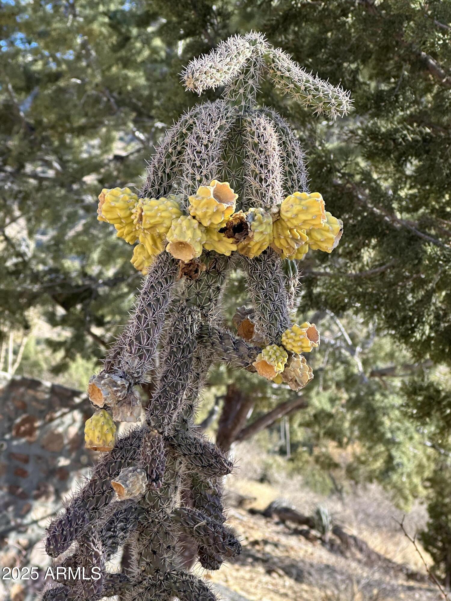 2411 South Wandervogel Way San Simon, AZ 85632 - Photo 31 of 42 IMG_3374