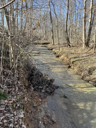 a view of yard with trees