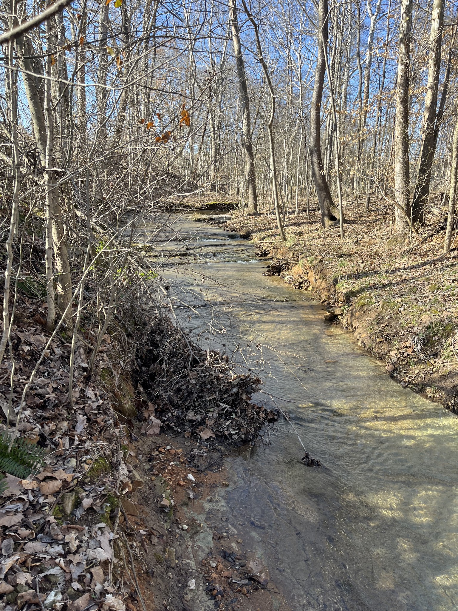 4061 Sawmill Road Woodlawn, TN 37191 - Photo 1 of 10 a view of yard with trees