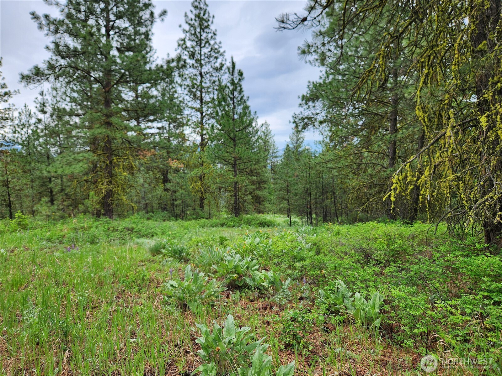 74-75 Gold Mt Road Republic, WA 99166 - Photo 16 of 25 a view of a lush green space