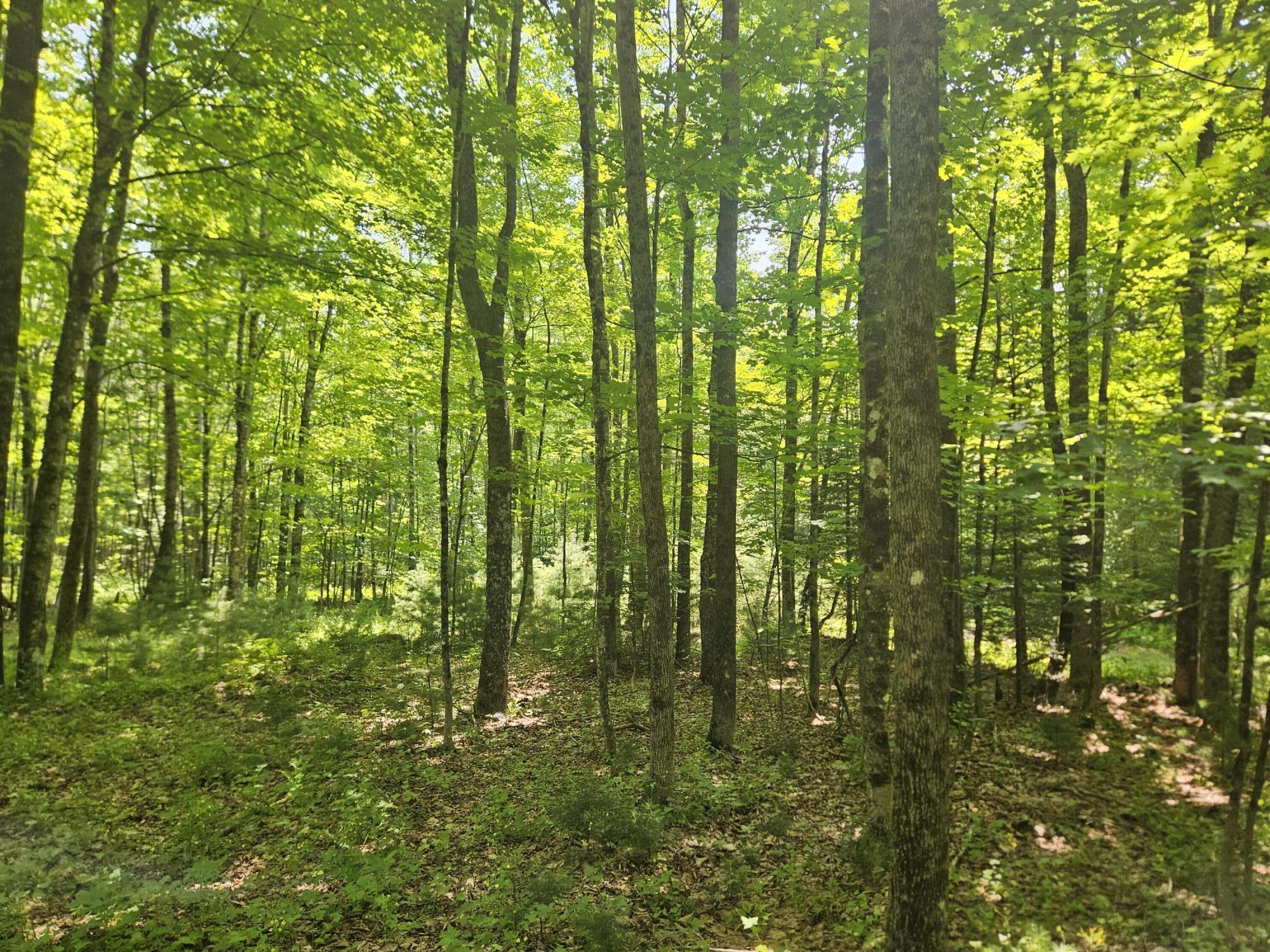 Lot 5 North Merrill Road Harmony, ME 04942 - Photo 10 of 11 20260708_111836