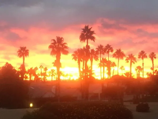 a plant that is in front of a door