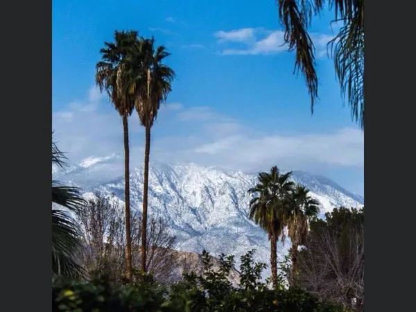 a view of a park with large trees