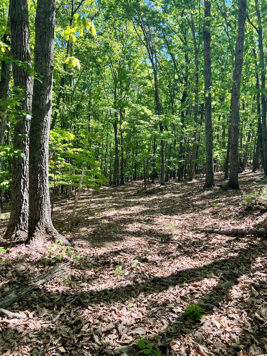 298 Braxton Ridge Road Amherst, VA 24521 - Photo 58 of 65 a view of outdoor space with trees