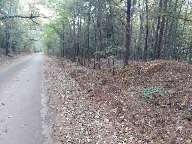 a view of a forest with trees in the background