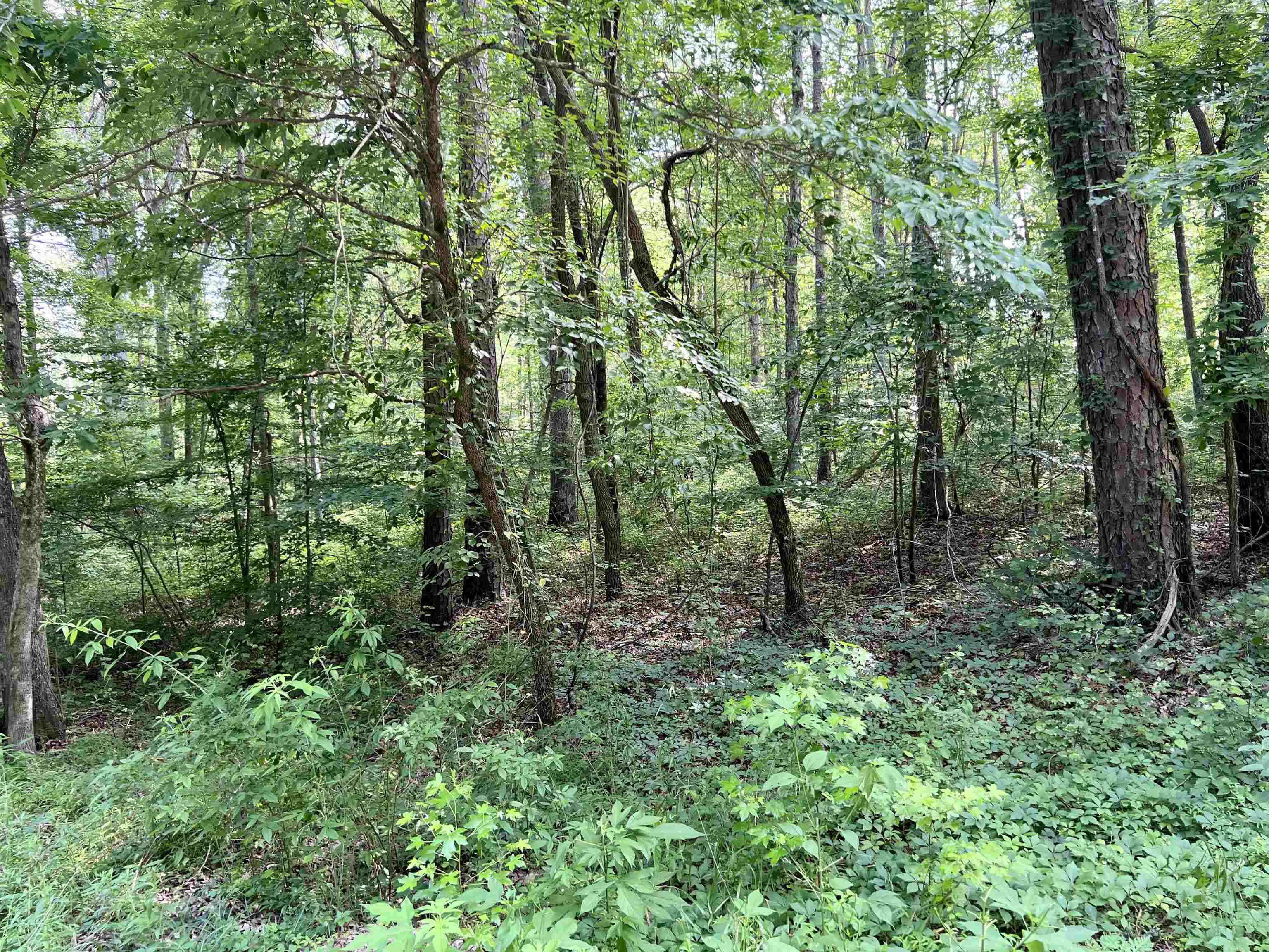 0 Lance Road Savannah, TN 38372 - Photo 3 of 12 Gallery Image 3
