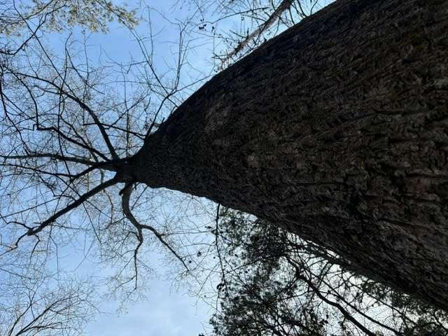 2994 Mt Zion Road, Unit 1 Carrollton, GA 30117 - Photo 5 of 6 a view of a tree