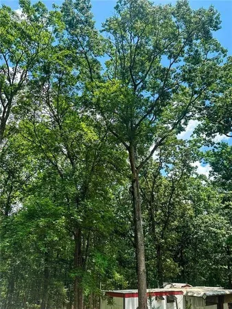 a view of a forest with a tree