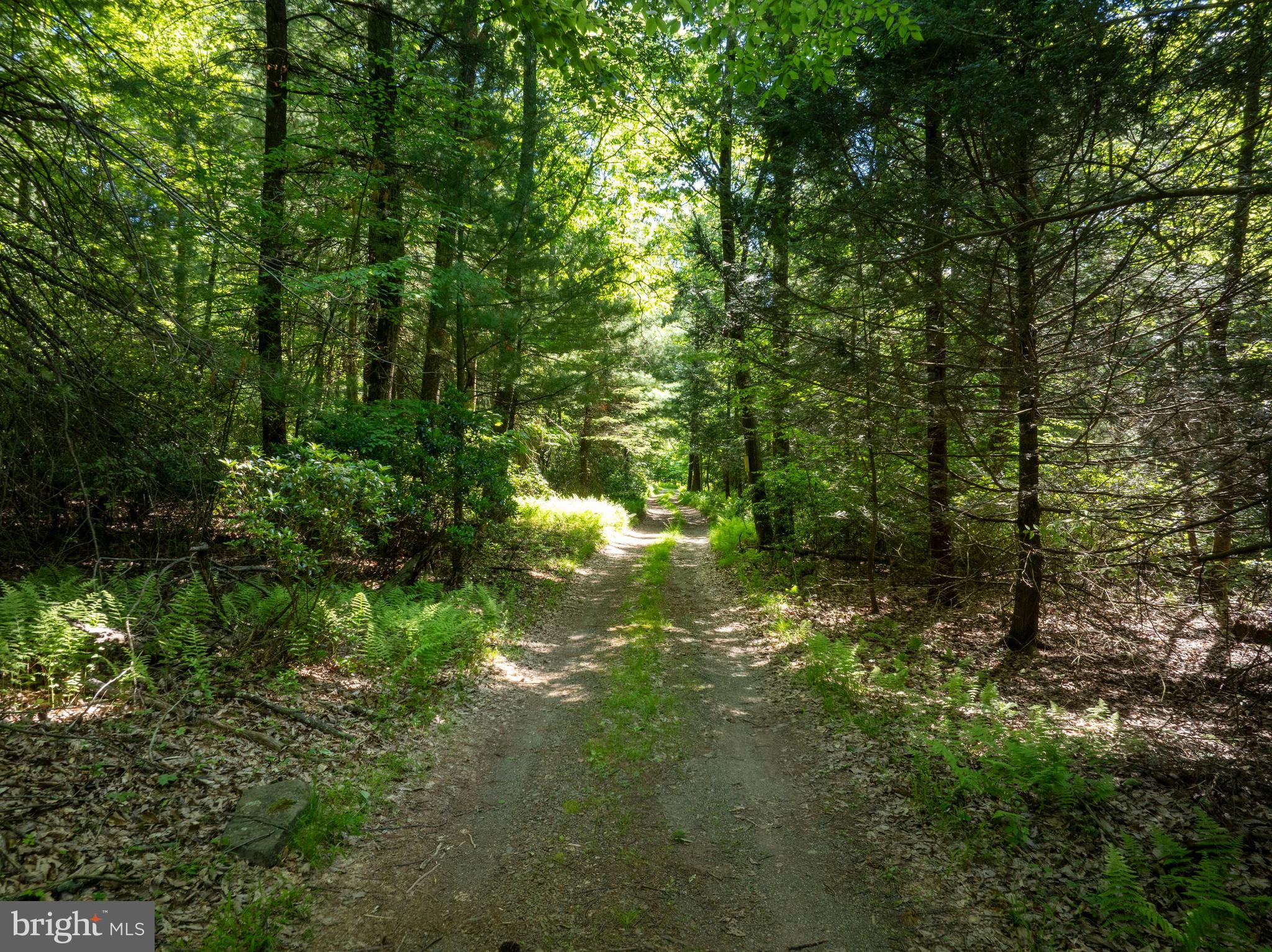 385 Elk Creek Road Aaronsburg, PA 16820 - Photo 2 of 71 a view of a forest with a tree