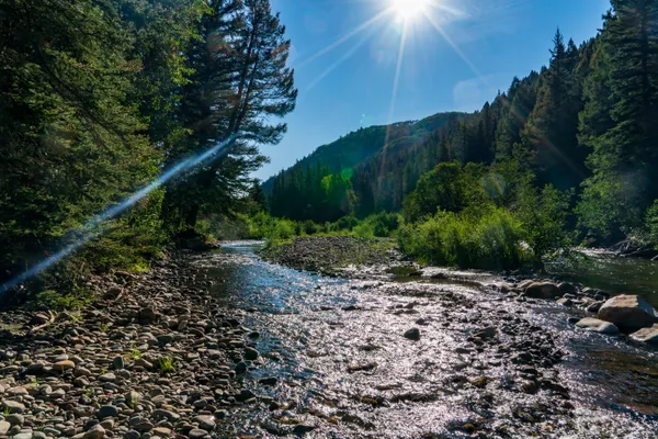 a view of a plants and trees in the background