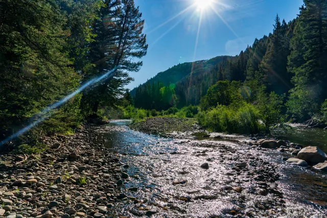 a view of a plants and trees in the background