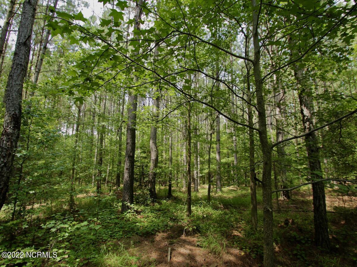 0 Paige Riddick Road Gates, NC 27937 - Photo 14 of 37 IMG_1917
