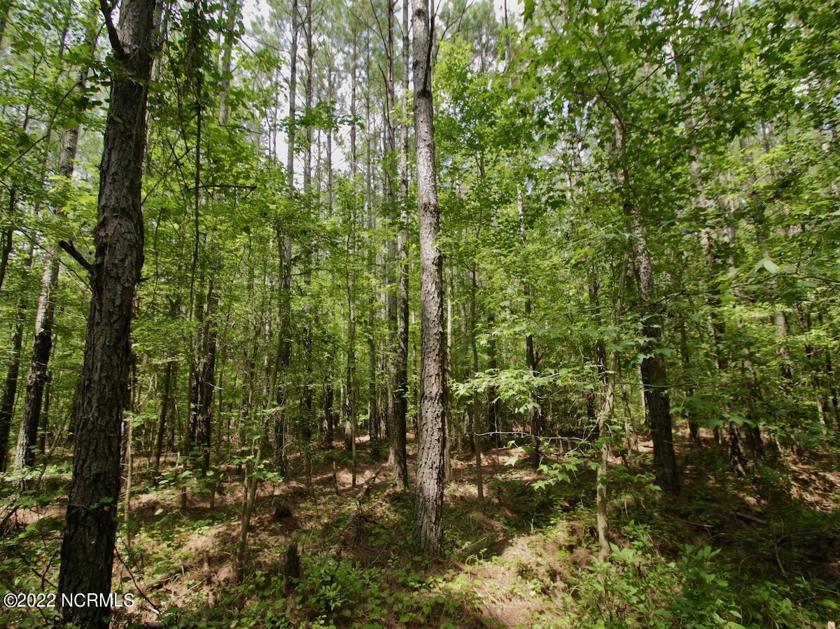 0 Paige Riddick Road Gates, NC 27937 - Photo 16 of 37 IMG_1919