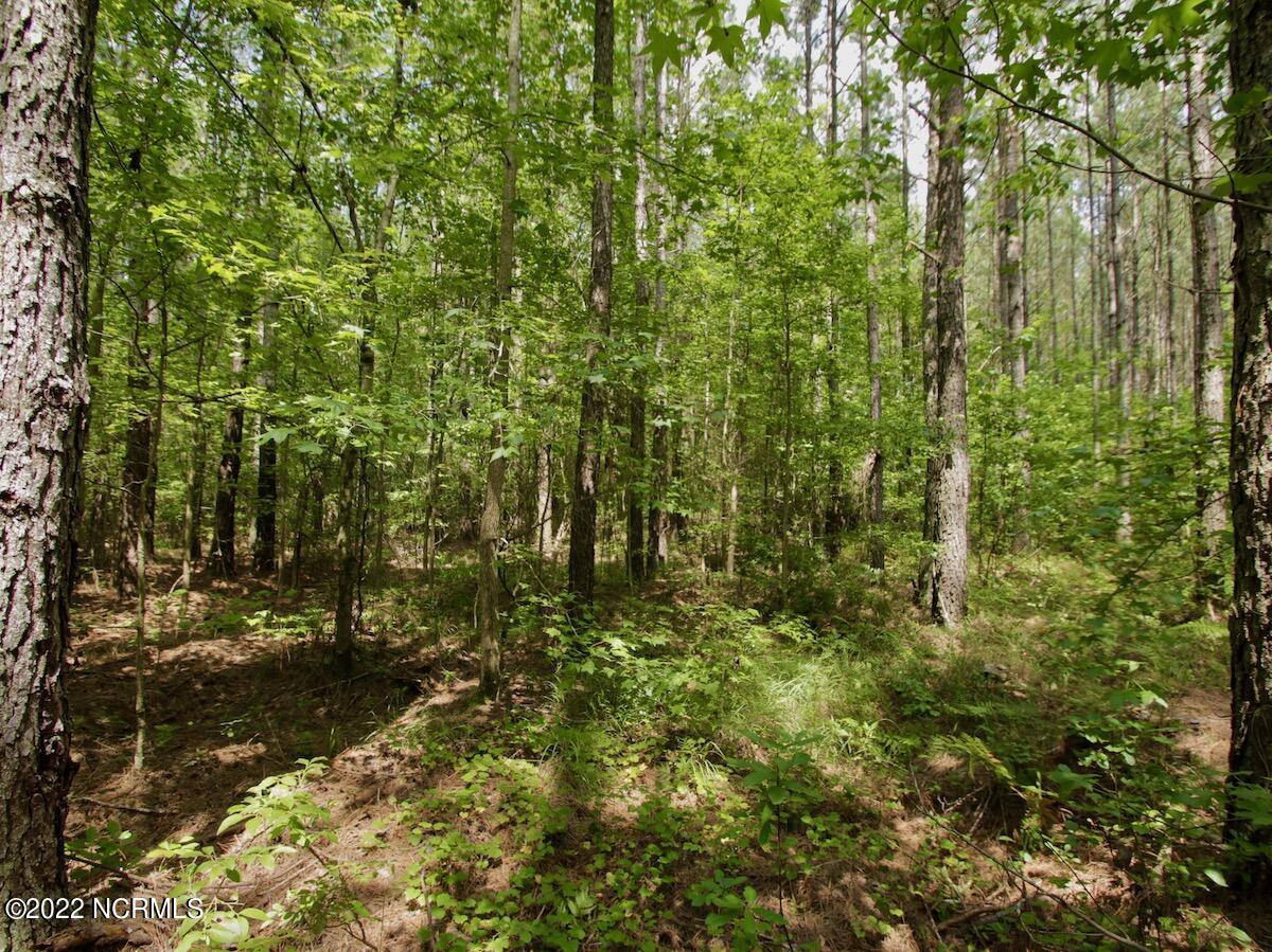 0 Paige Riddick Road Gates, NC 27937 - Photo 18 of 37 IMG_1921