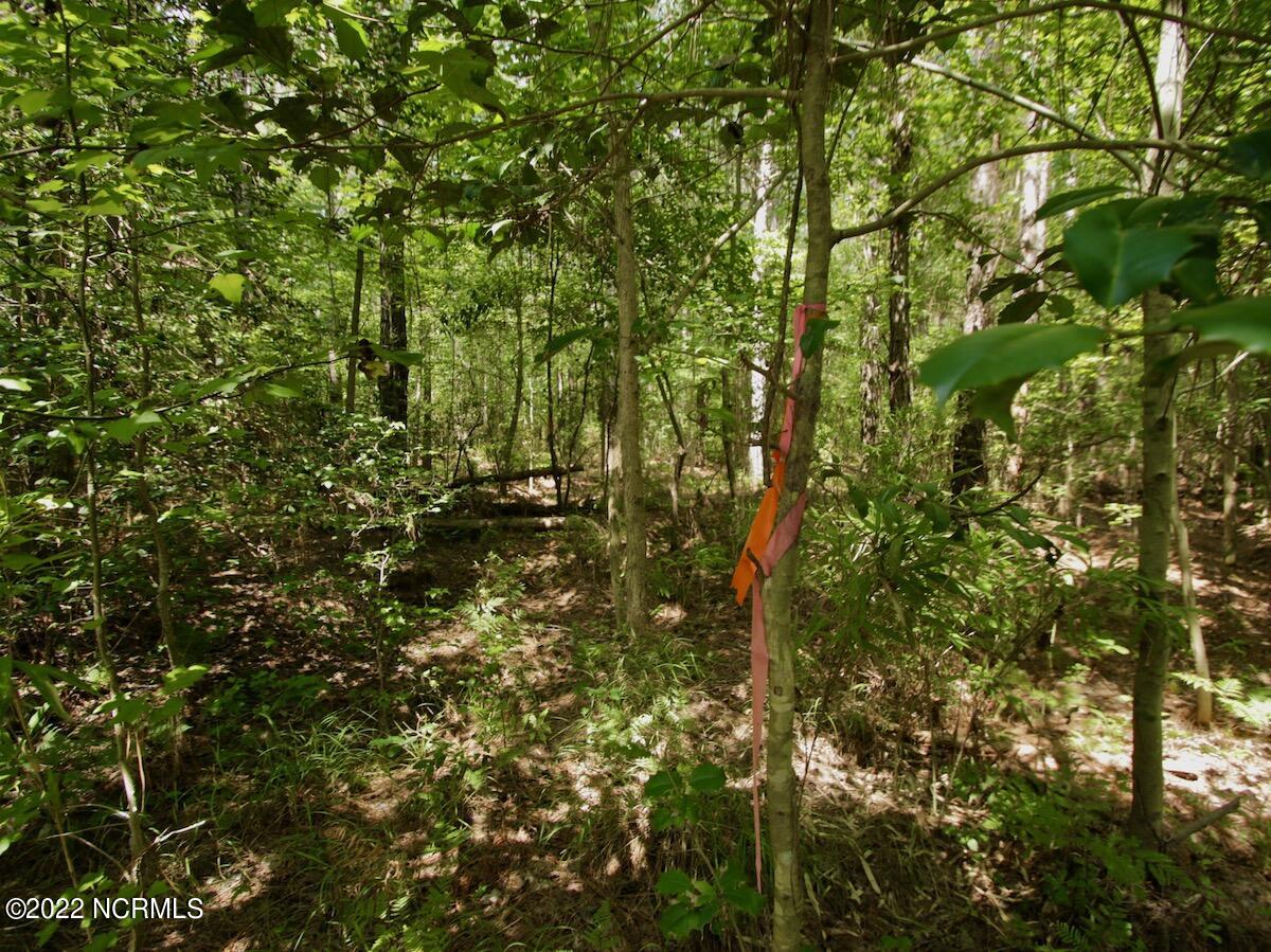 0 Paige Riddick Road Gates, NC 27937 - Photo 21 of 37 IMG_1924