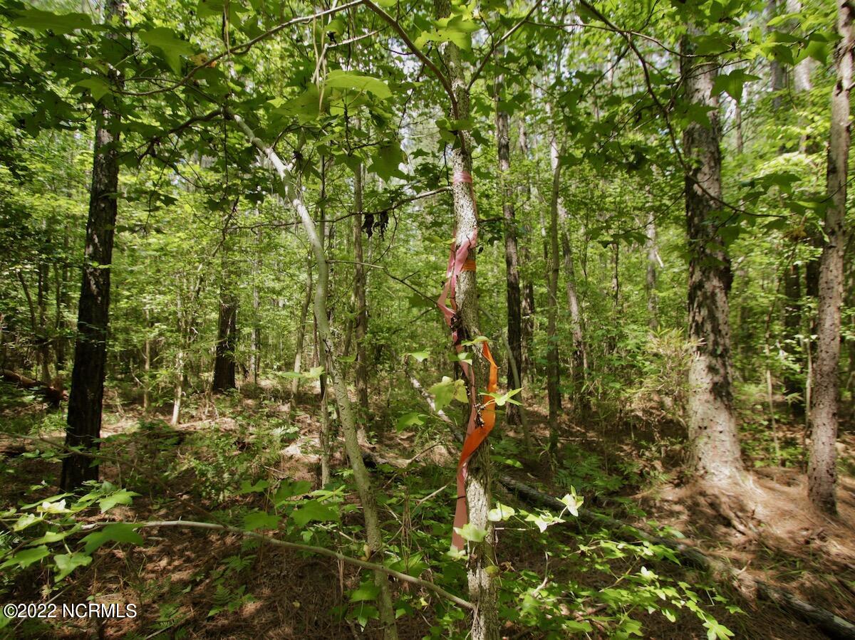 0 Paige Riddick Road Gates, NC 27937 - Photo 22 of 37 IMG_1925