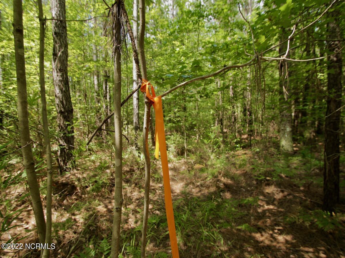 0 Paige Riddick Road Gates, NC 27937 - Photo 23 of 37 IMG_1926