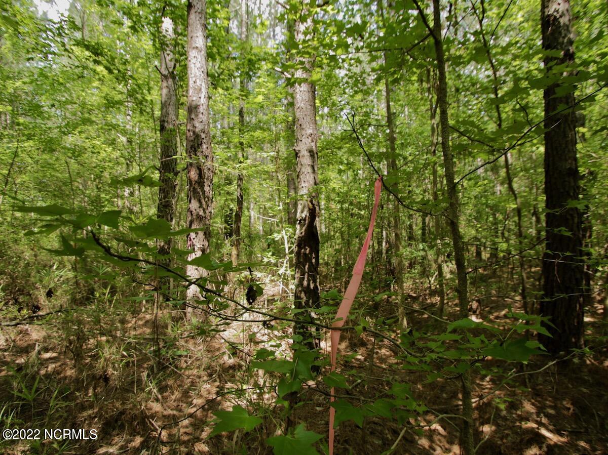 0 Paige Riddick Road Gates, NC 27937 - Photo 24 of 37 IMG_1927