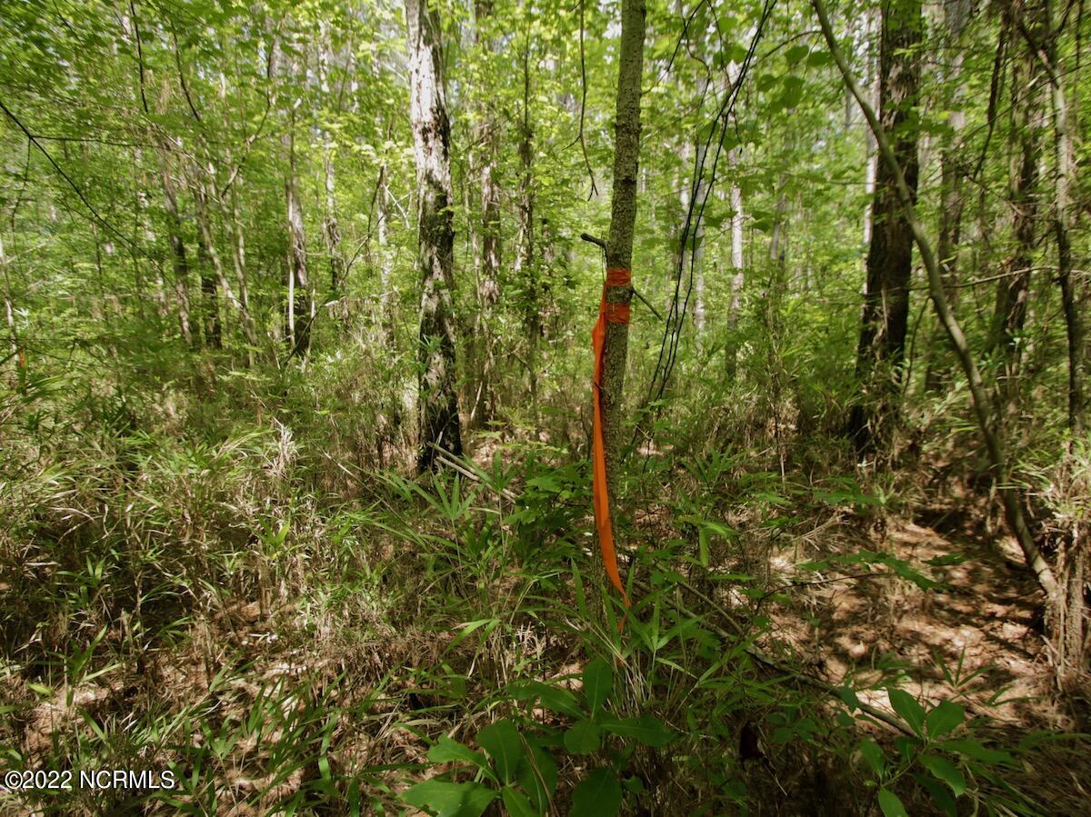 0 Paige Riddick Road Gates, NC 27937 - Photo 25 of 37 IMG_1928