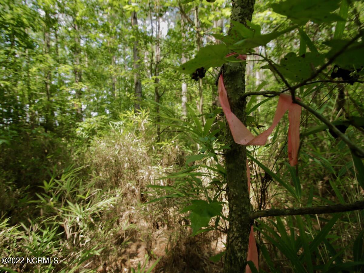 0 Paige Riddick Road Gates, NC 27937 - Photo 26 of 37 IMG_1929