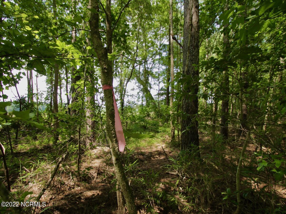 0 Paige Riddick Road Gates, NC 27937 - Photo 28 of 37 IMG_1931