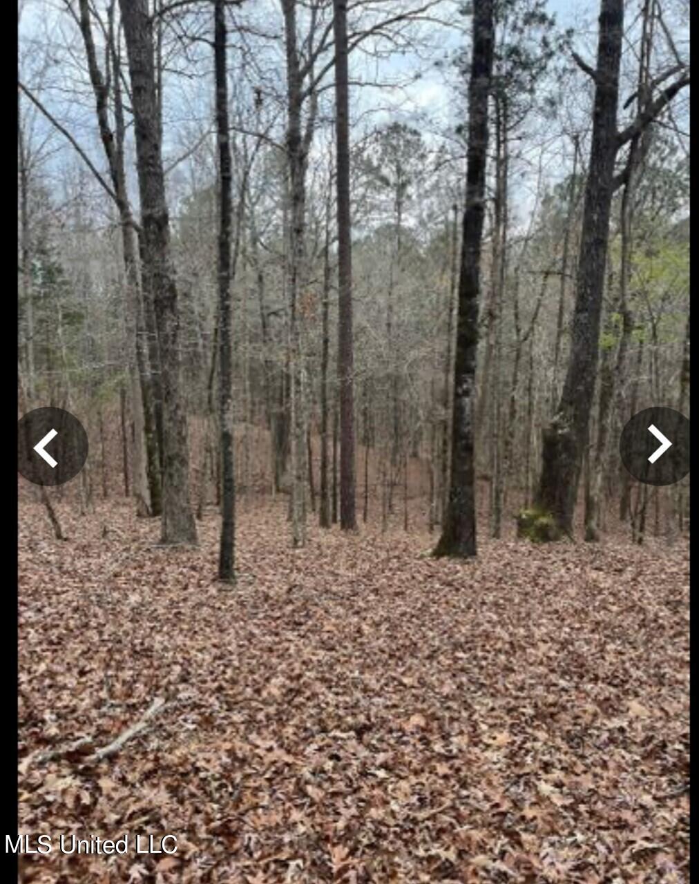 4165 County Road Sallis, MS 39160 - Photo 4 of 12 4
