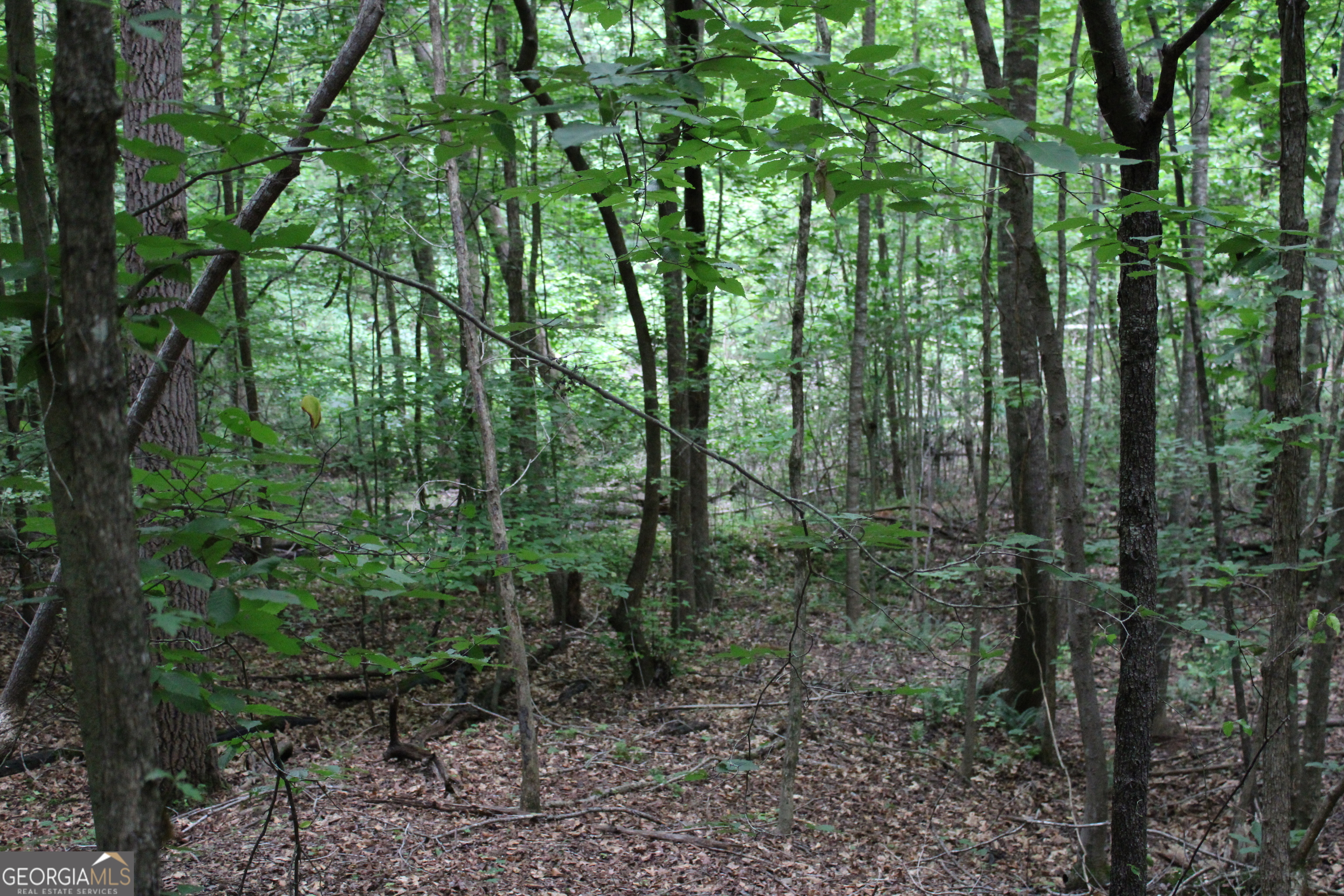 2 Garnett Ward Road Hull, GA 30646 - Photo 7 of 24 a view of forest
