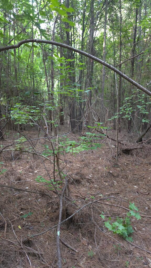 0 Salem Road, Unit 15 6A LaGrange, GA 30241 - Photo 5 of 6 Gallery Image 5