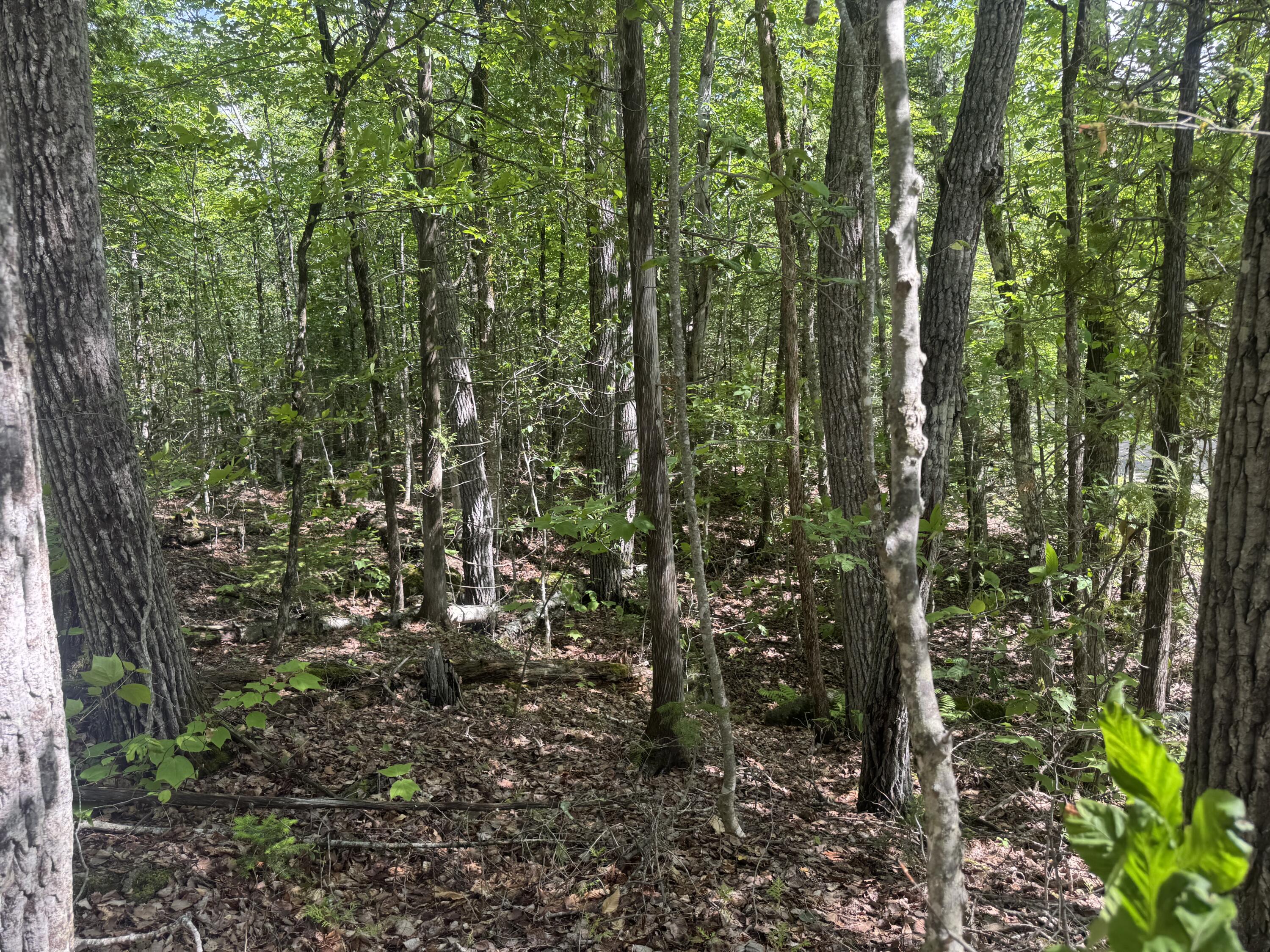 Lot 7 Curtis Farm Road Lincoln, ME 04457 - Photo 10 of 21