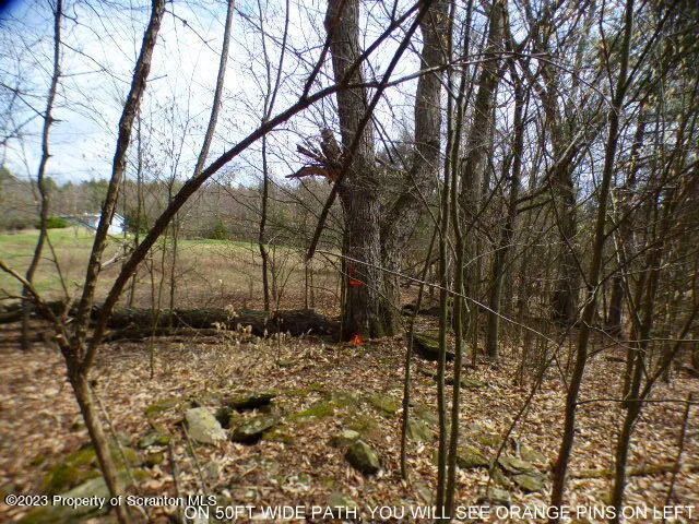 a view of a yard with trees