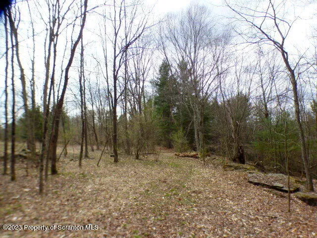 a view of a forest filled with trees