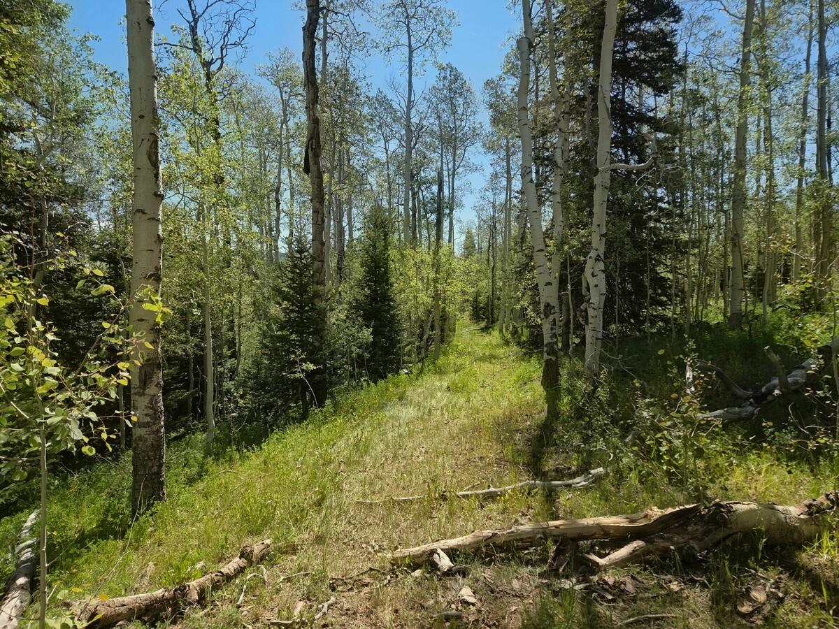 40 Acres Summit Mountain Road Brian Head, UT 84719 - Photo 5 of 32 Of the Property2