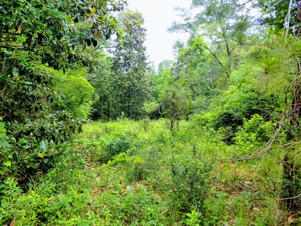 0 Sandy Landing Road Andalusia, AL 36421 - Photo 3 of 8