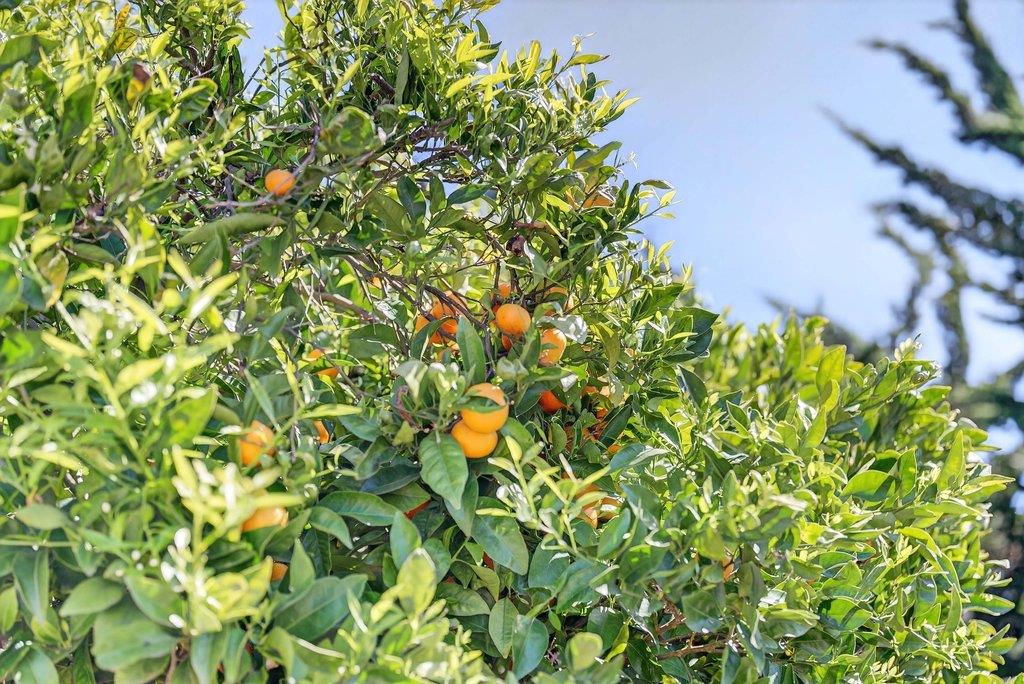 97 Logan Street Watsonville, CA 95076 - Photo 54 of 57