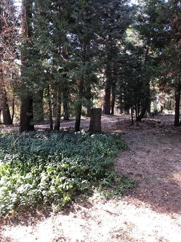 933 Oak Road Skyforest, CA 92385 - Photo 18 of 31 a backyard of a house with lots of green space