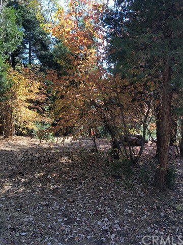 933 Oak Road Skyforest, CA 92385 - Photo 4 of 31 a view of a forest with lots of trees