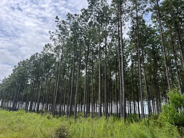 $575,000 | . Pea Market Road, Columbia, AL 36319