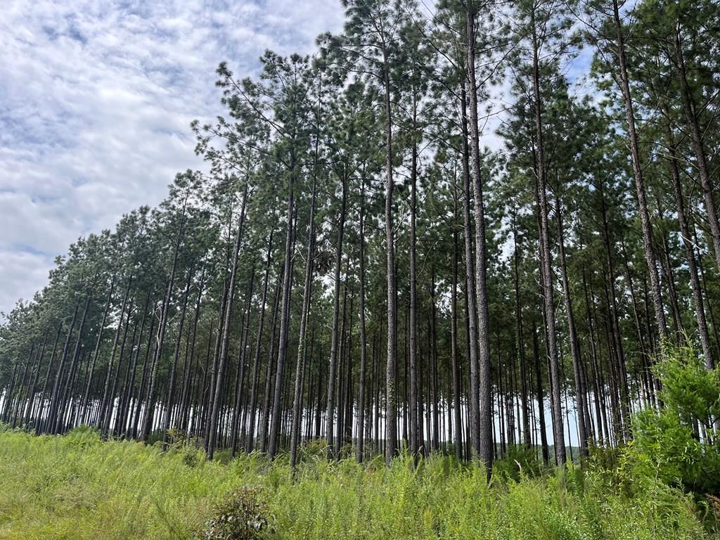 . Pea Market Road Columbia, AL 36319 - Photo 1 of 6