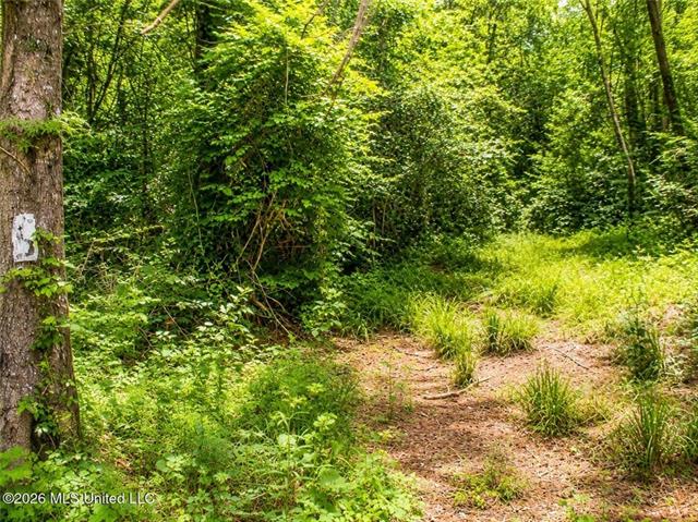 0 Belle Gardner Road Amite, LA 70422 - Photo 4 of 7