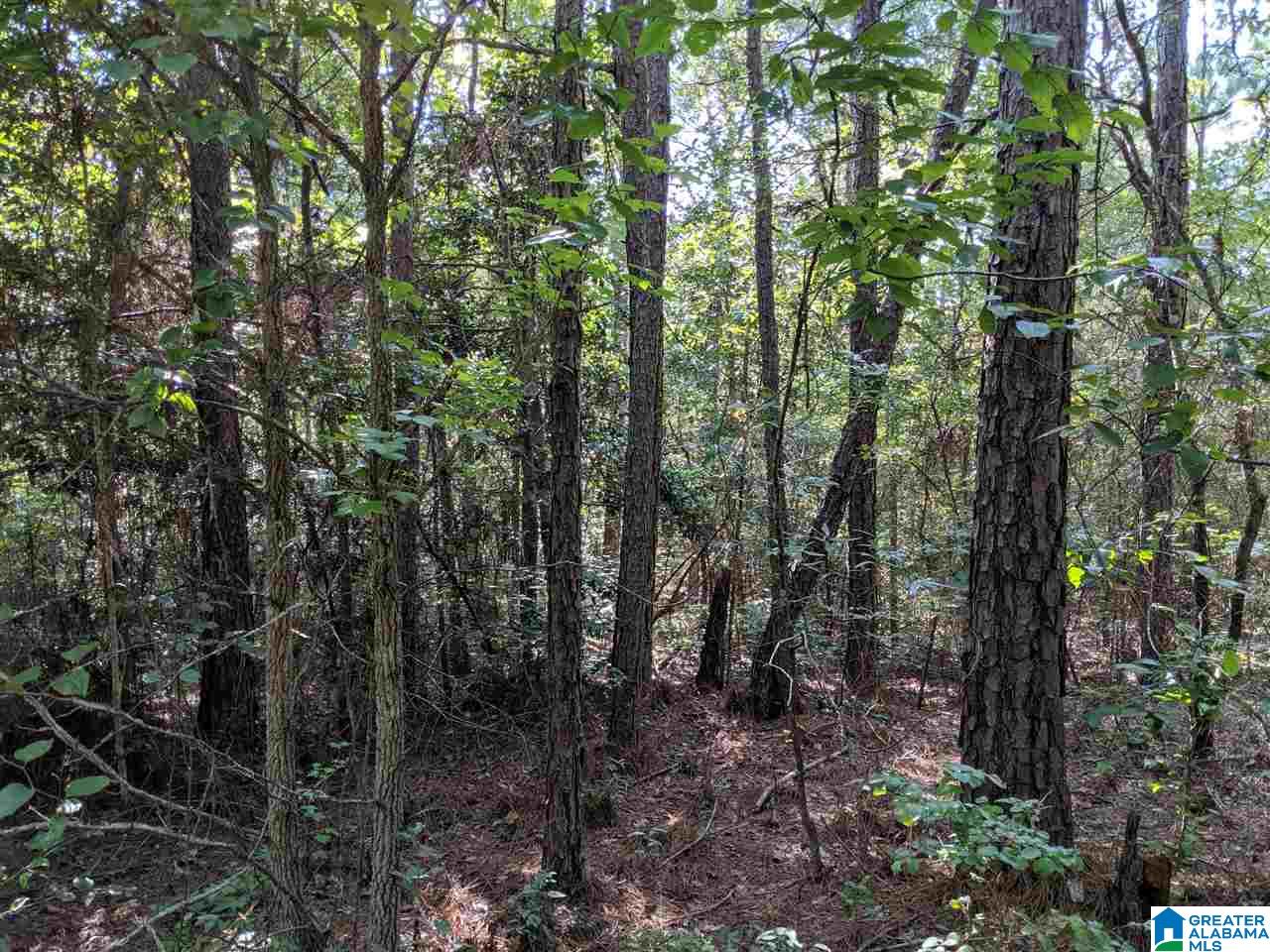0 County Road 26 Wadley, AL 36276 - Photo 5 of 17