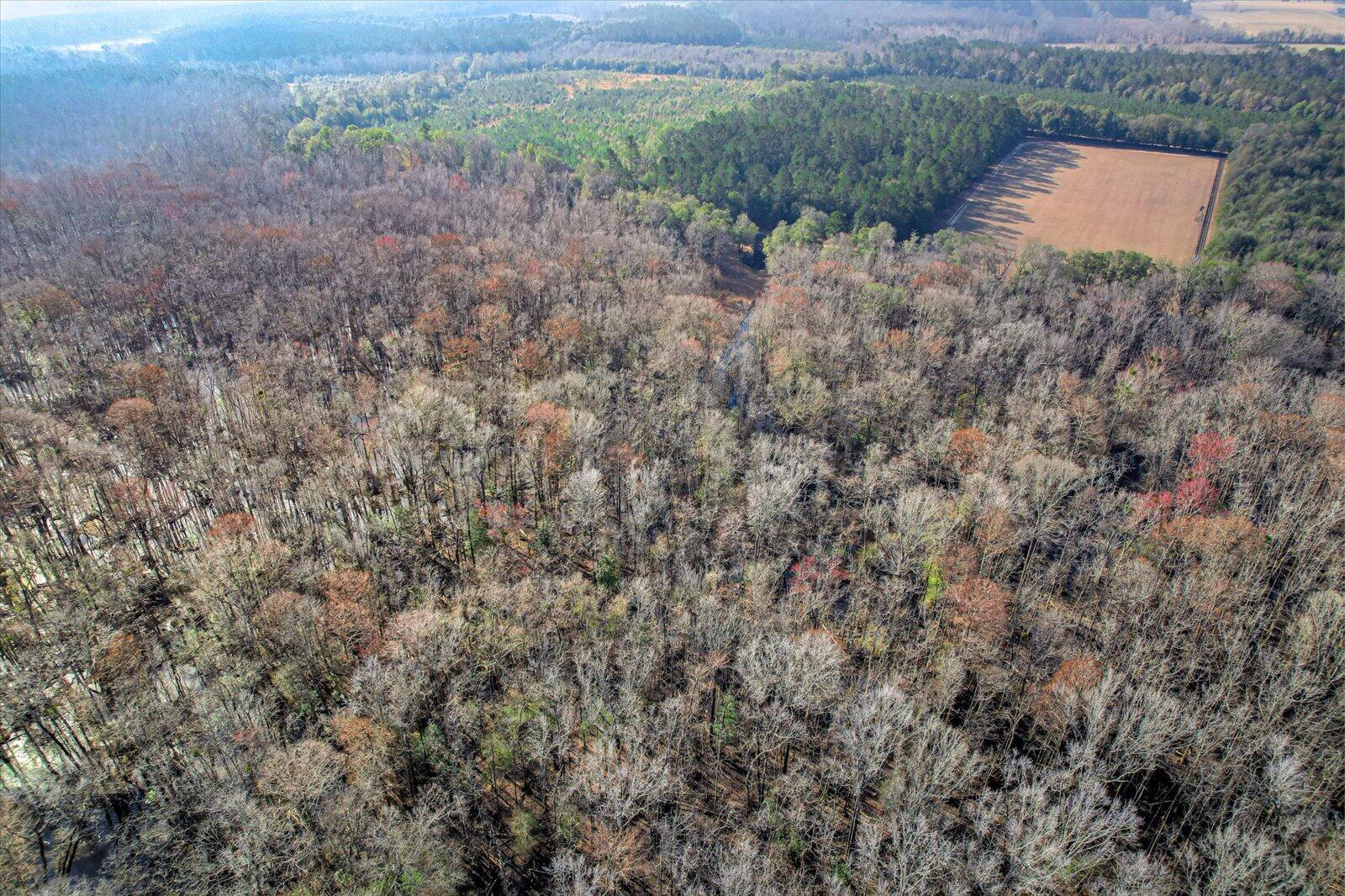 1114 Lott Bluff Road Blackville, SC 29817 - Photo 73 of 164