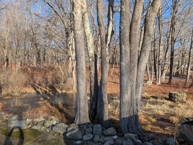 a view of a trees with yard