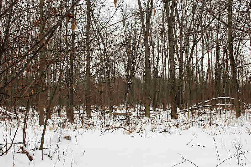 1731 Wieman Road Beaverton, MI 48612 - Photo 18 of 48